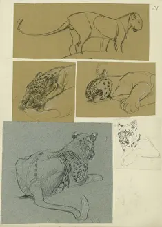 Raymond Sheppard Artwork Stampe: Leopard Studies