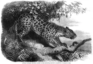 Wild Cat Images Stampe: Leopard up a Tree