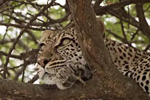 Leopard In Tree Stampe: Leopard - in a tree looking for prey