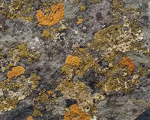 Symbiotic Relationships In Nature Stampe: Lichens