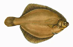 Stampe di Limanda limanda, o Limanda comune, una specie di pesci piatti. Data: 1864 Pesce Piatto Stampe: Limanda limanda, o Dab comune.