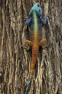 Stampe di Lizard - una scala di un albero (Agama lionotus). Parco Nazionale Marakele Sudafrica Agamas Stampe: Lucertola - arrampicarsi su un albero.