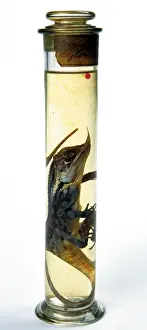 Natural History Museum Collection Stampe: Lizard specimen held in the Darwin Centre