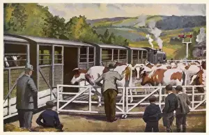Agricultural Transportation Stampe: Loading Cattle