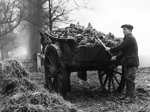 Britain Farming History Stampe: Loading Mangels