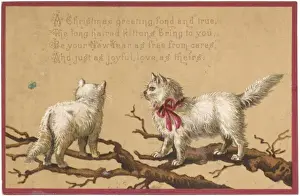 Vintage Cat Pictures Stampe: Long Haired Kittens