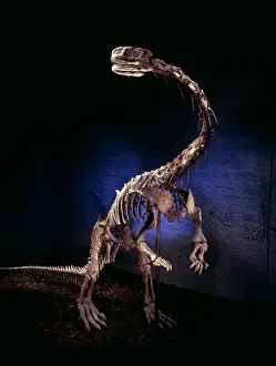Plant Eating Dinosaurs Stampe: Lufengosaurus