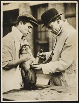 Animal Health Checkup Stampe: Lung Test / Monkey