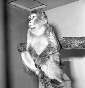 Macaque Monkey Stampe: Macaque