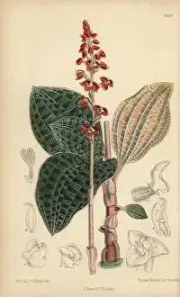 Curtis Botanical Magazine 1889 Stampe: Macodes javanica, native of Java, Indonesia