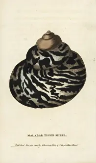Naturalists Pocket Magazine Prints Stampe: Malabar tiger shell