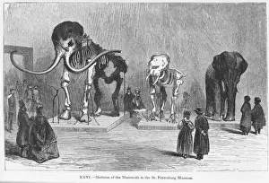 Placental Mammal Pictures Stampe: Mammoth