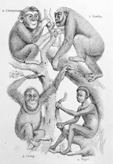Human Evolutionary History Stampe: Man and other Primates