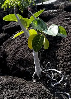 Basalt Rock Formations In Water Stampe: Mangrove tree sapling