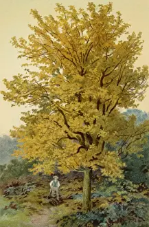Autumnal Foliage Stampe: MAPLE TREE