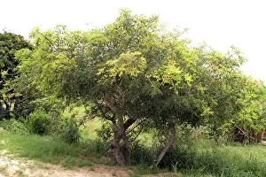 Southern Africa Trees Stampe: Marula Tree