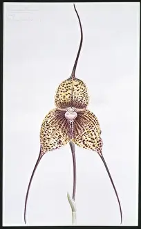 Victorian Orchid Illustration Stampe: Masdevallia chimaera, orchid