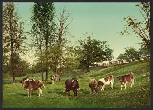 Nostalgic Views Of England Stampe: Meadowland