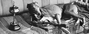 Cane Da Corsa Stampe: Mick il Miniere
