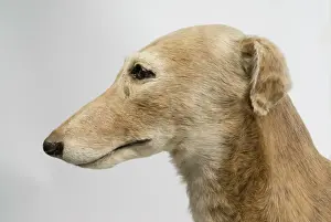 Cane Da Corsa Stampe: 'Mick il Millegrigio',