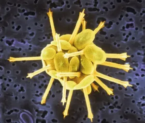 Microfotografia Stampe: Coccoliths