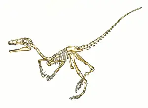 Cretaceous Period Animals Stampe: Microraptor skeleton