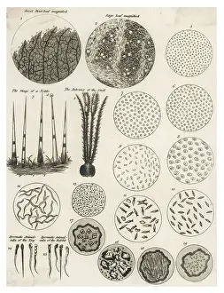 Science History Images Stampe: Microscopic Objects