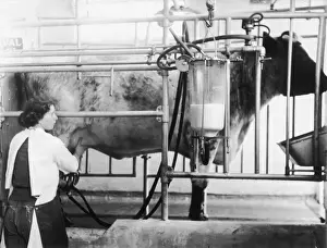 British Farming History Stampe: Milking Machine