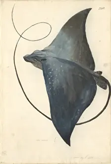 Stampe di Ff. 250. Pittura ad acquarello di George Forster fatta durante la seconda spedizione del capitano James Cook per esplorare il continente meridionale (1772-75) Raggio Del Diavolo Stampe: Mobula mobular, pesce diabolico.