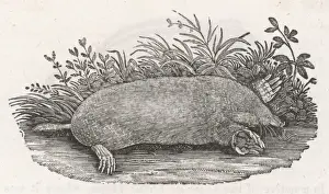18th Century Wildlife Art Stampe: THE MOLE