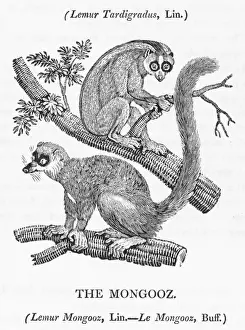 Asian Primate Photos Stampe: Mongoose (Bewick)