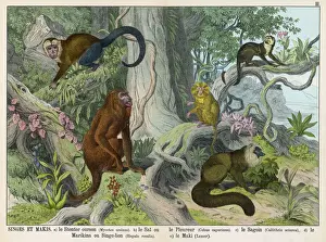 Stampe di Cinque tipi di scimmie: Ululante del leone d'Asia caputo in bianco , Scimpanzè sifongo Cefalo cappuccino Bianca testa e Siamese lion monkey o Marikina or Lion Monkey, Lemur Primati Stampe: I Cinque Macachi