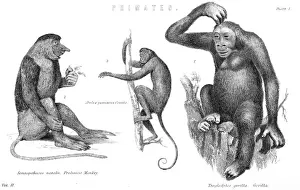 Primate Images Stampe: Monkeys & Gorilla