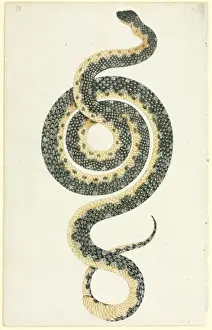 Morelia spilota, pitone diamantato.