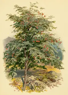 Mountain Ash Tree Stampe: Mountain Ash Tree