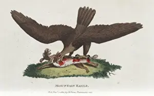 Mountain Landscape Paintings Stampe: Mountain eagle