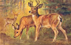 Rocky Mountains Wildlife Stampe: Mule Deer
