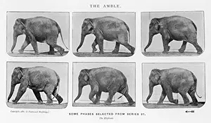 Stampe di Elefante : camminare con passo lento Eadweard Muybridge Stampe: Elefante di Muybridge