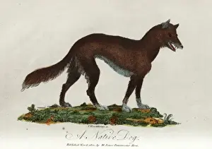 Australian Wildlife Prints Stampe: A native dog