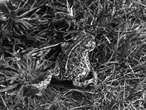 British Reptiles Stampe: Natterjack Toad