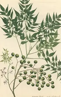 Natural History Museum Artwork Stampe: Neem Tree