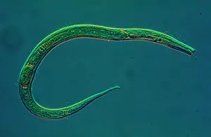 Stampe di Questo specimine di verme nemicide ha un corpo cilindrico non segmentato e è anche noto come vermifugo circolare Vermi Stampe: Verme nematodo
