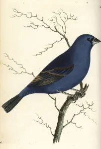 Passero blu, Passerina caerulea.