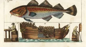 La lavorazione del merluzzo, Gadus morhua, a bordo di una fabbrica.