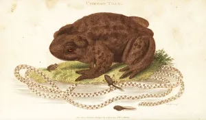 George Shaw Illustrations Stampe: Toad, Bufo bufo