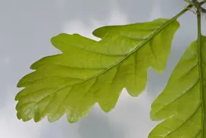 Fagaceae Family Plants Stampe: Oak leaf