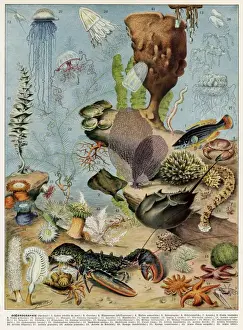 Ocean Creatures Stampe: Oceanography