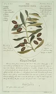 Olio doliva comune