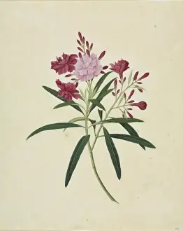 John Reeves Botanical Drawings Stampe: Oleander cv