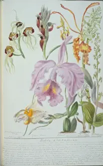 Victorian Orchid Illustration Stampe: Orchideae
